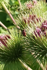 Coleomegilla maculata