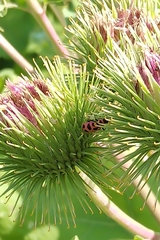 Coleomegilla maculata