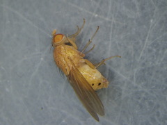 Sapromyzosoma quadricincta