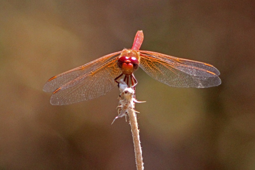 cardinal-meadowhawk-from-lone-tree-road-hollister-san-benito-county
