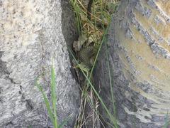 Elgaria coerulea palmeri