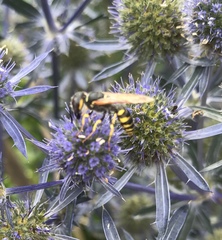 Philanthus triangulum