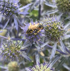Philanthus triangulum
