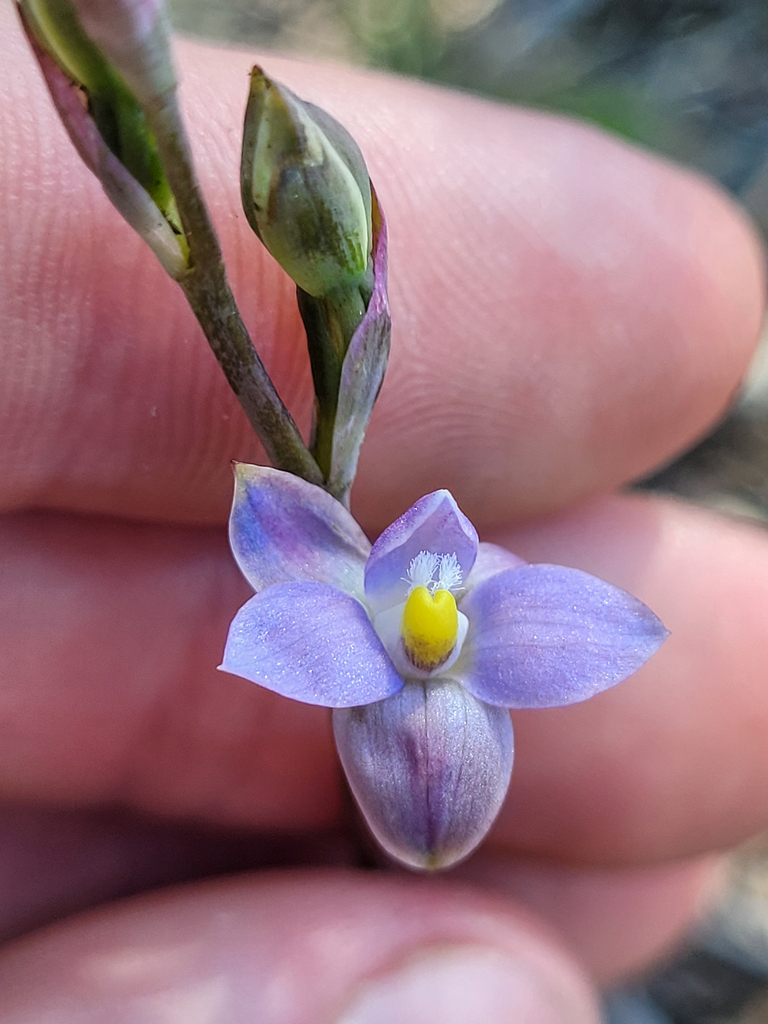 Thelymitra latifolia