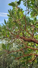 Arbutus arizonica