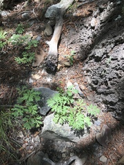 Artemisia franserioides