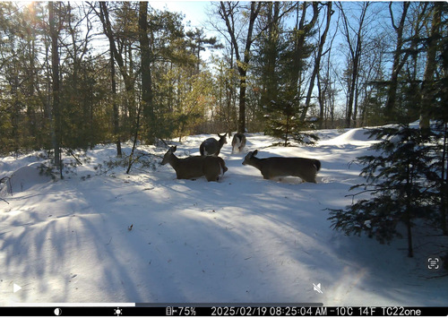 White-tailed Deer photographed in New Hampshire