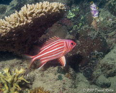 Sargocentron rubrum