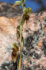 Needle-leaf Greenhood (Pterostylis aciculiformis)