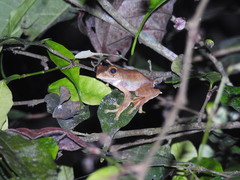 Rhacophorus margaritifer