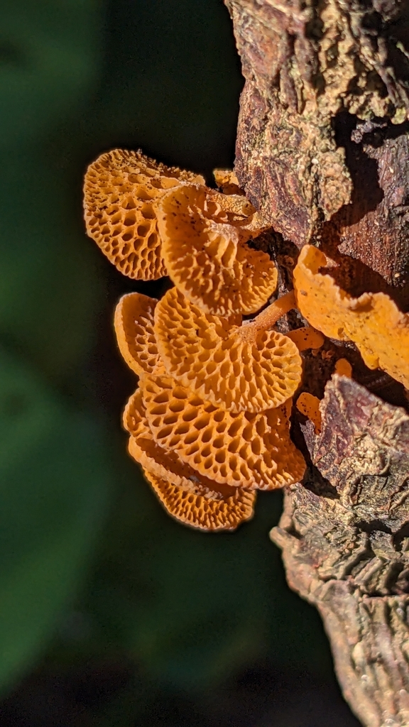 Favolaschia claudopus · March 2025 · photo: © svendhansen (iNaturalist, cc-by)