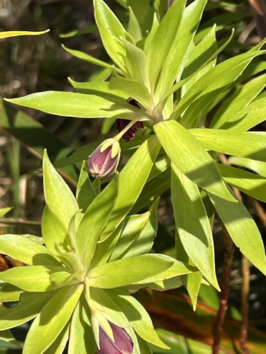 Lysimachia venosa