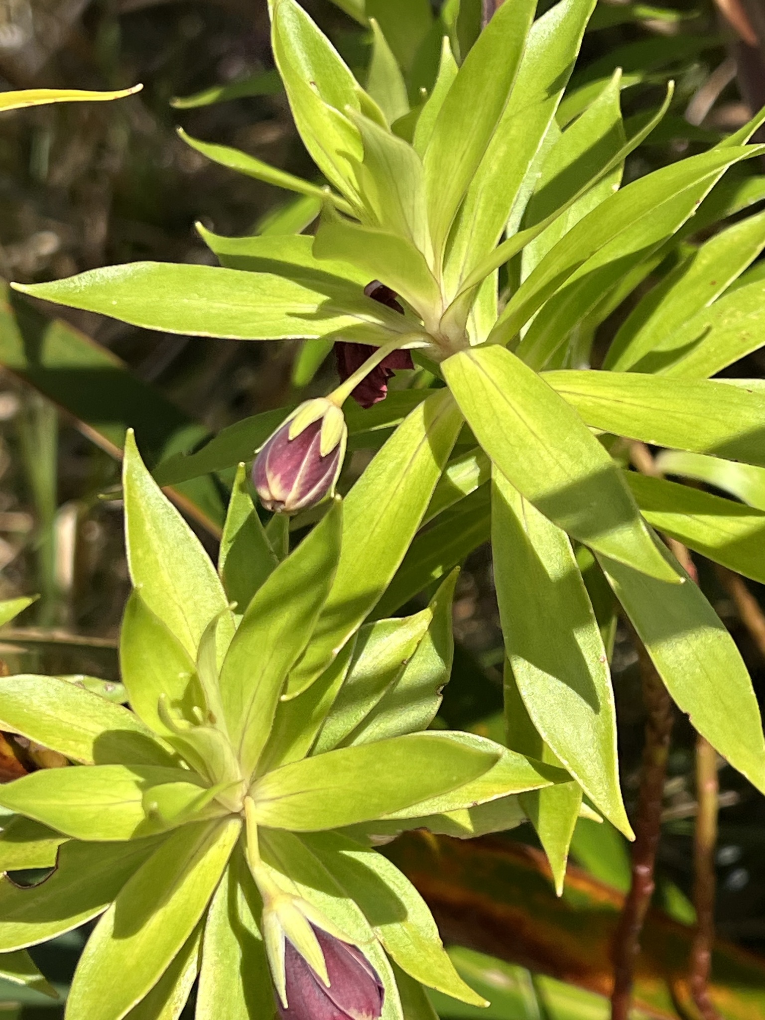 Lysimachia venosa