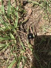 Trypocopris vernalis