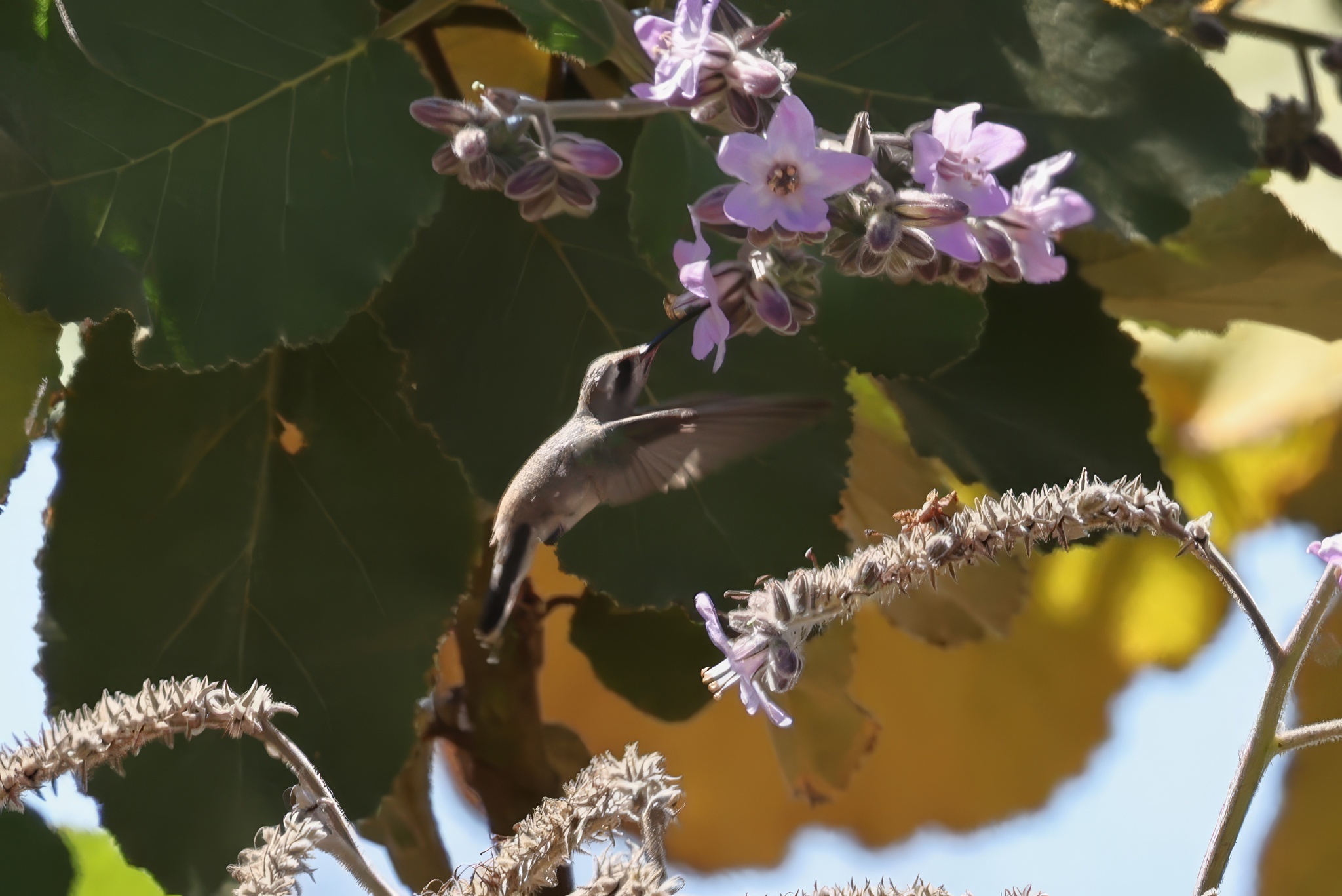 Turquoise-crowned Hummingbird (Cynanthus doubledayi), photo 8