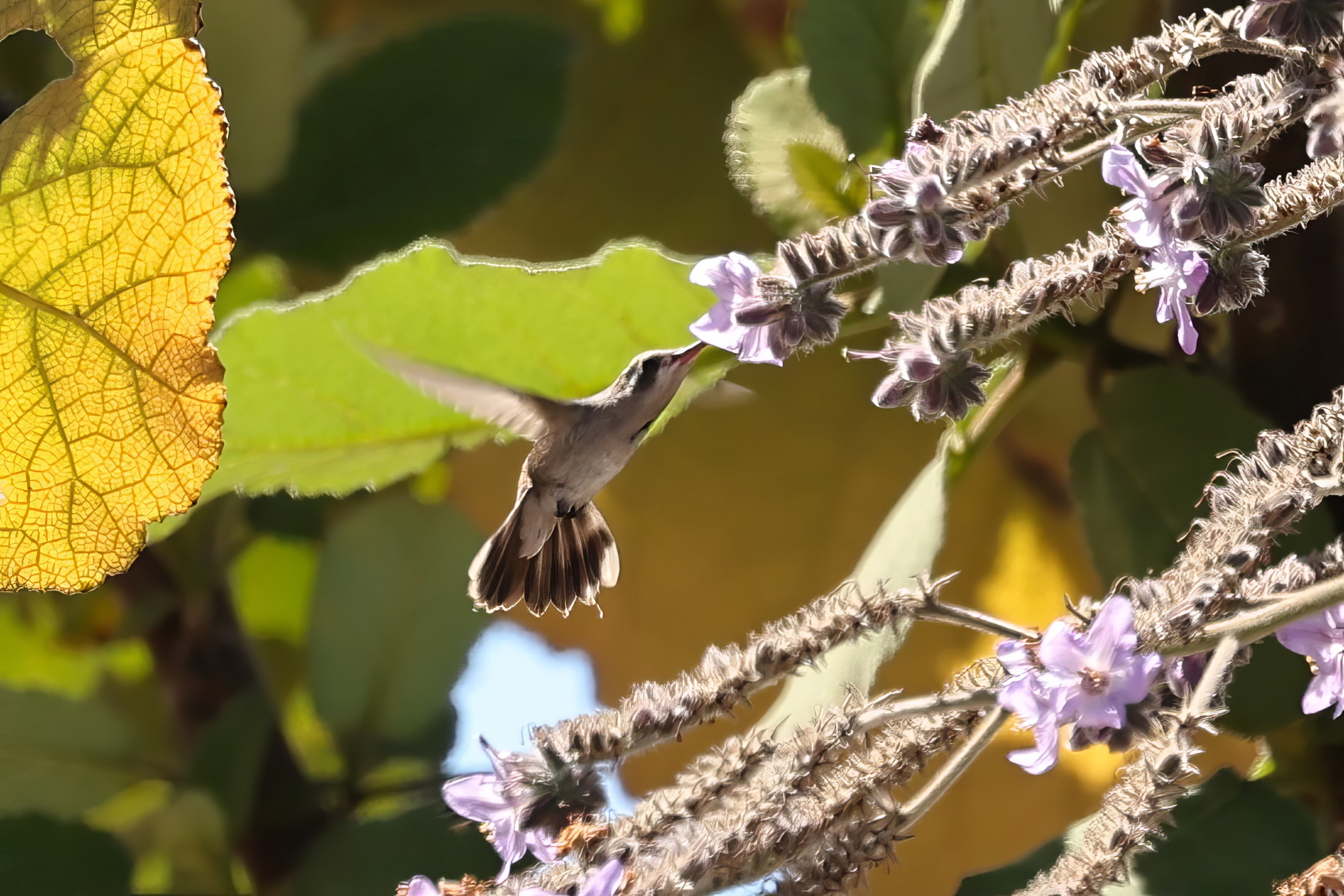 Turquoise-crowned Hummingbird (Cynanthus doubledayi), photo 2