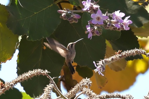 Turquoise-crowned Hummingbird (Cynanthus doubledayi)