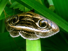 Spirama