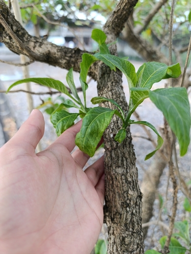 Acnistus arborescens - Leaves