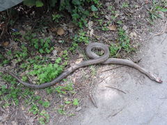 Elaphe quatuorlineata