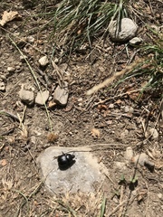 Trypocopris vernalis