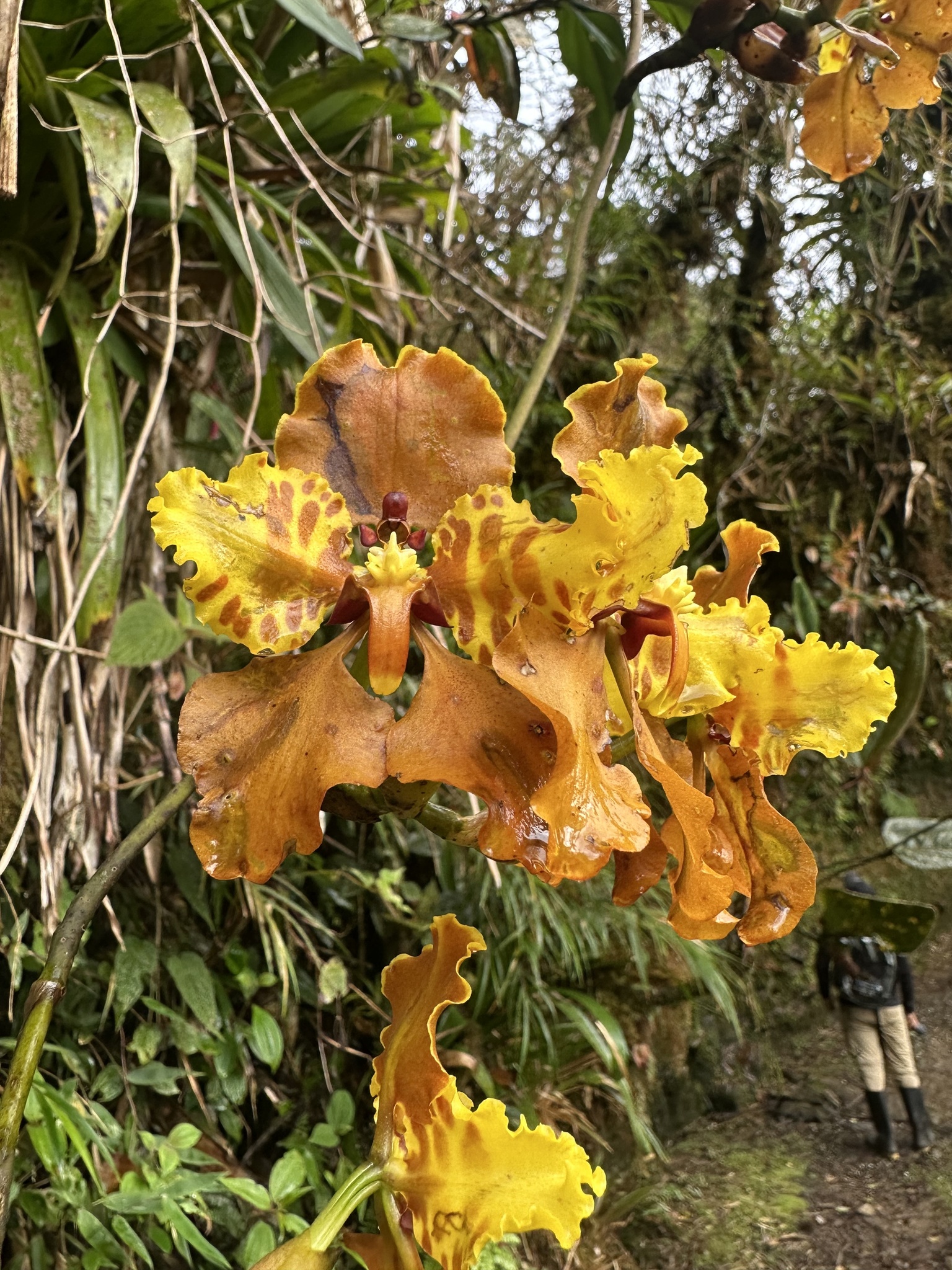 Cyrtochilum cumandae Königer 3