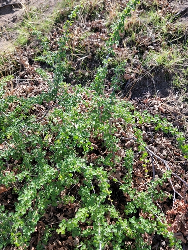 Image of Ribes quercetorum by (c) Colin J Pryor, some rights reserved (CC BY)