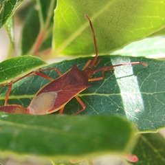 Gonocerus insidiator