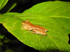 Rhacophorus margaritifer