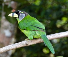 Psilopogon pyrolophus