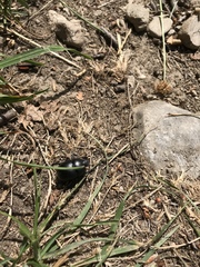 Trypocopris vernalis