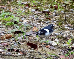 Enicurus schistaceus