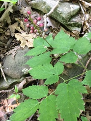 Actaea × ludovicii