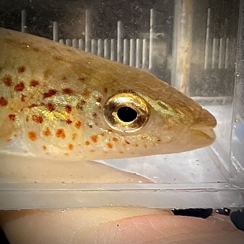 Southern studfish (Fundulus stellifer) — Fundulidae — 3