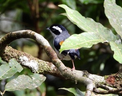 Pteruthius aeralatus