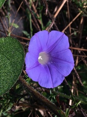 Ipomoea purpurea