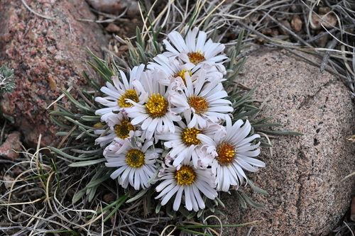 Townsendia hookeri