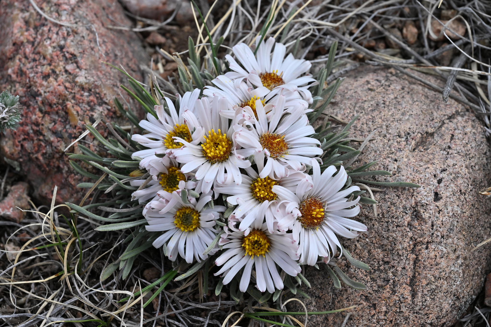 Townsendia hookeri