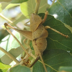 Thyreonotus bidens