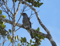 Coracina macei larutensis