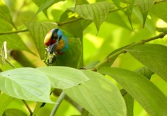 Psilopogon oorti