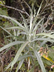 Senecio cinerarioides