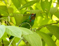 Psilopogon oorti