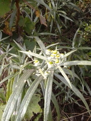 Senecio cinerarioides