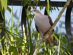 Ducula badia