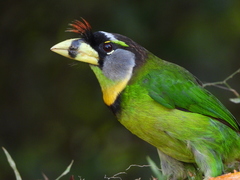 Psilopogon pyrolophus