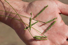 Paspalum pubiflorum
