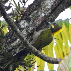 Chrysophlegma flavinucha