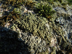 Lecanora polytropa