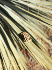 Dianthidium
